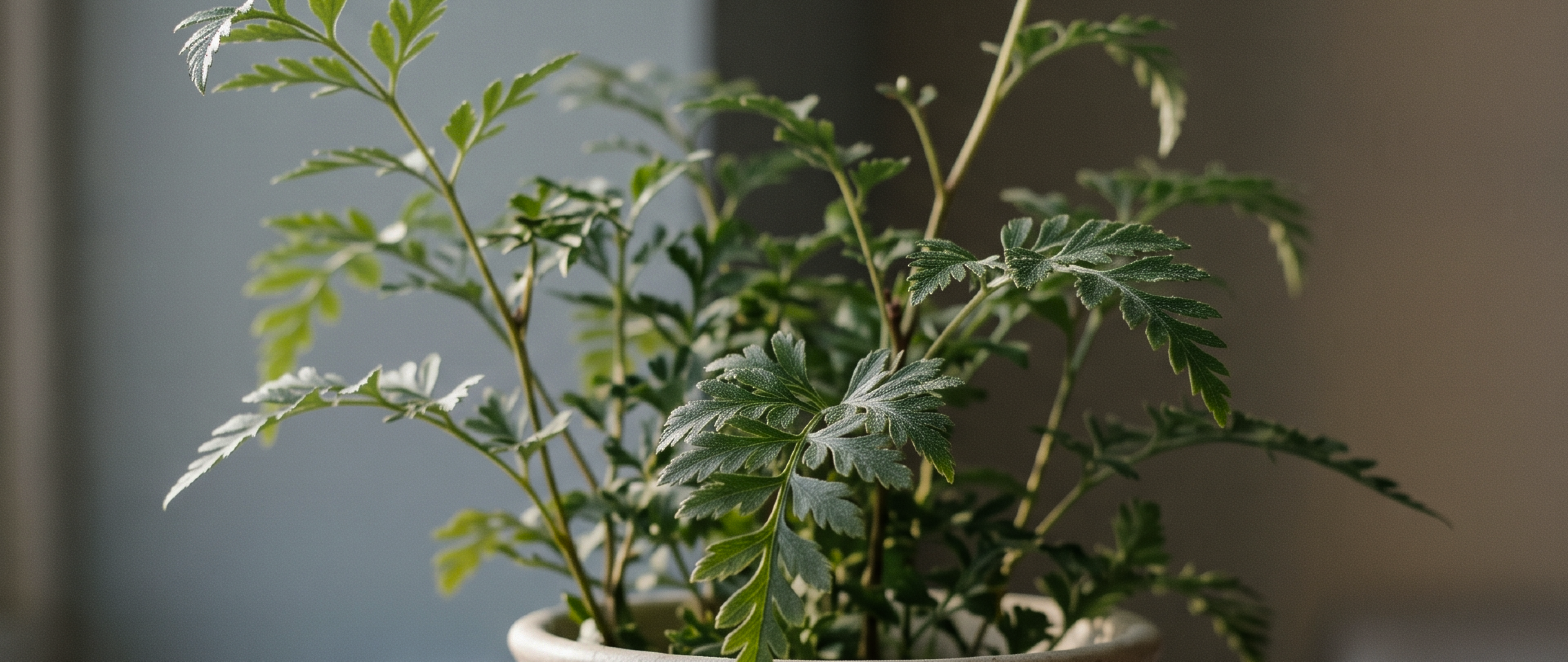 Planta em ambiente de cuidado