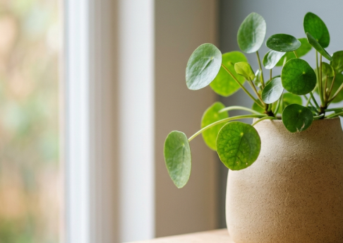 Planta no ambiente da clínica